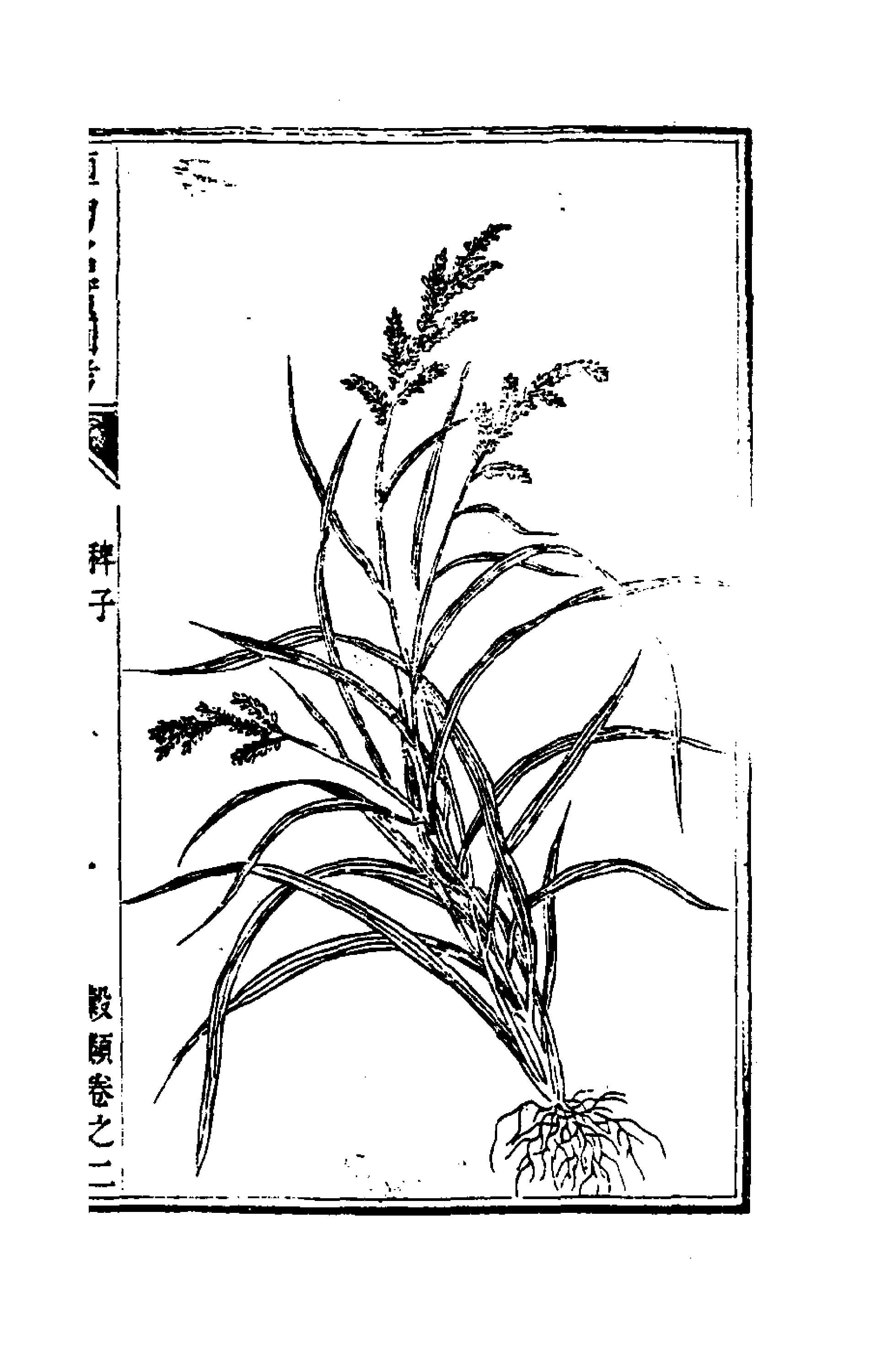 植物名實圖考(二)
