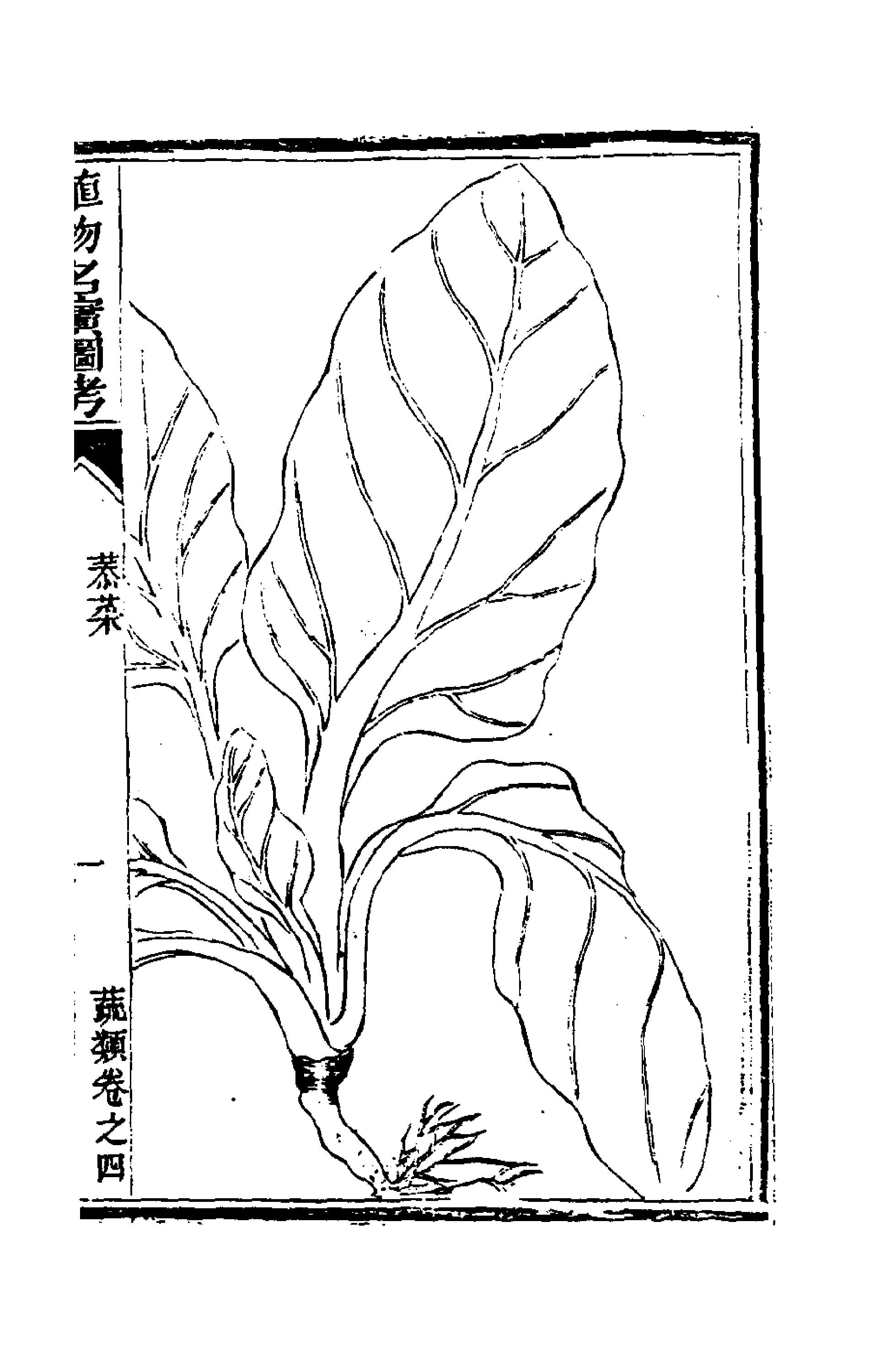 植物名實圖考(四)