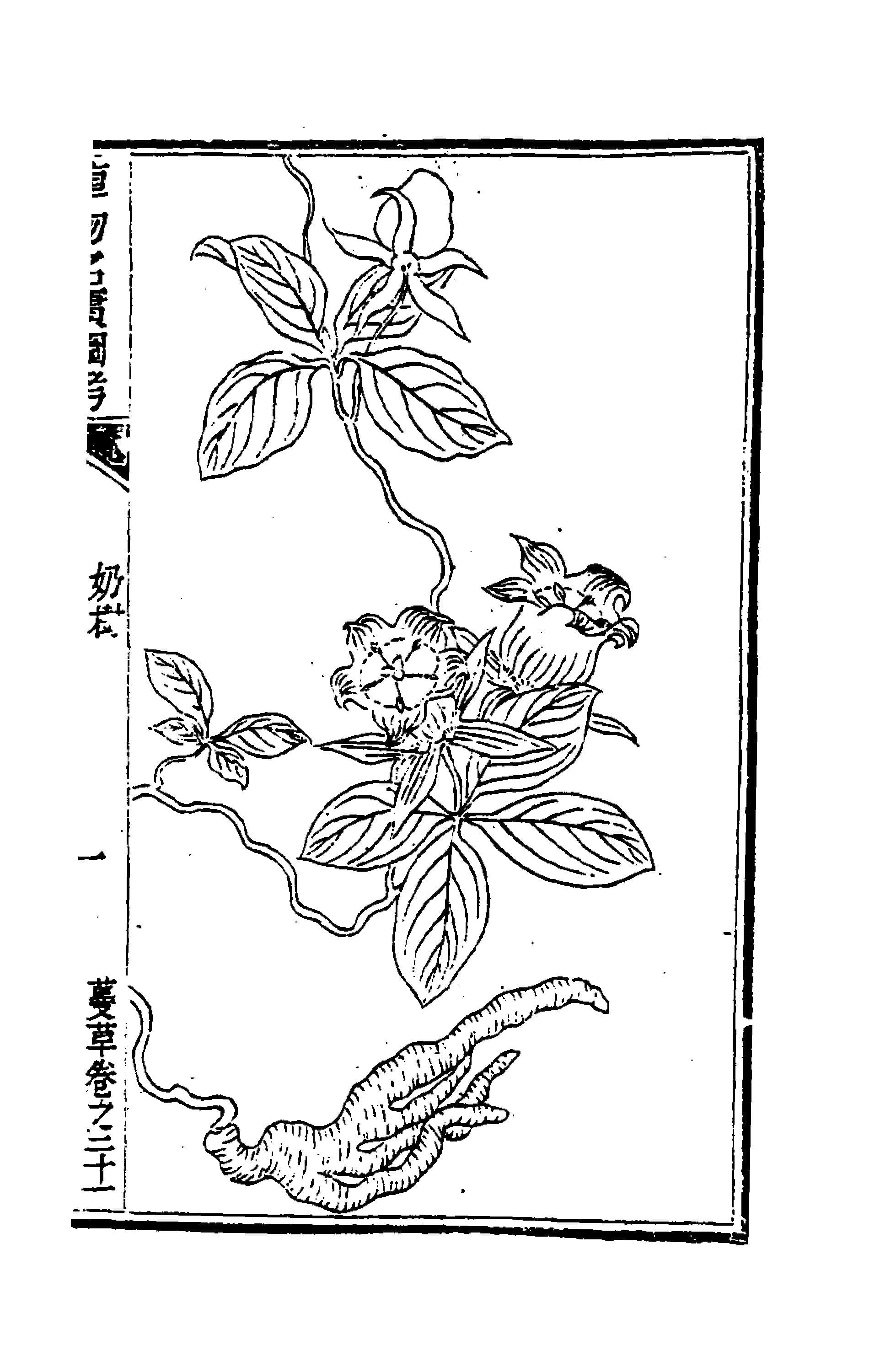 植物名實圖考(二十)