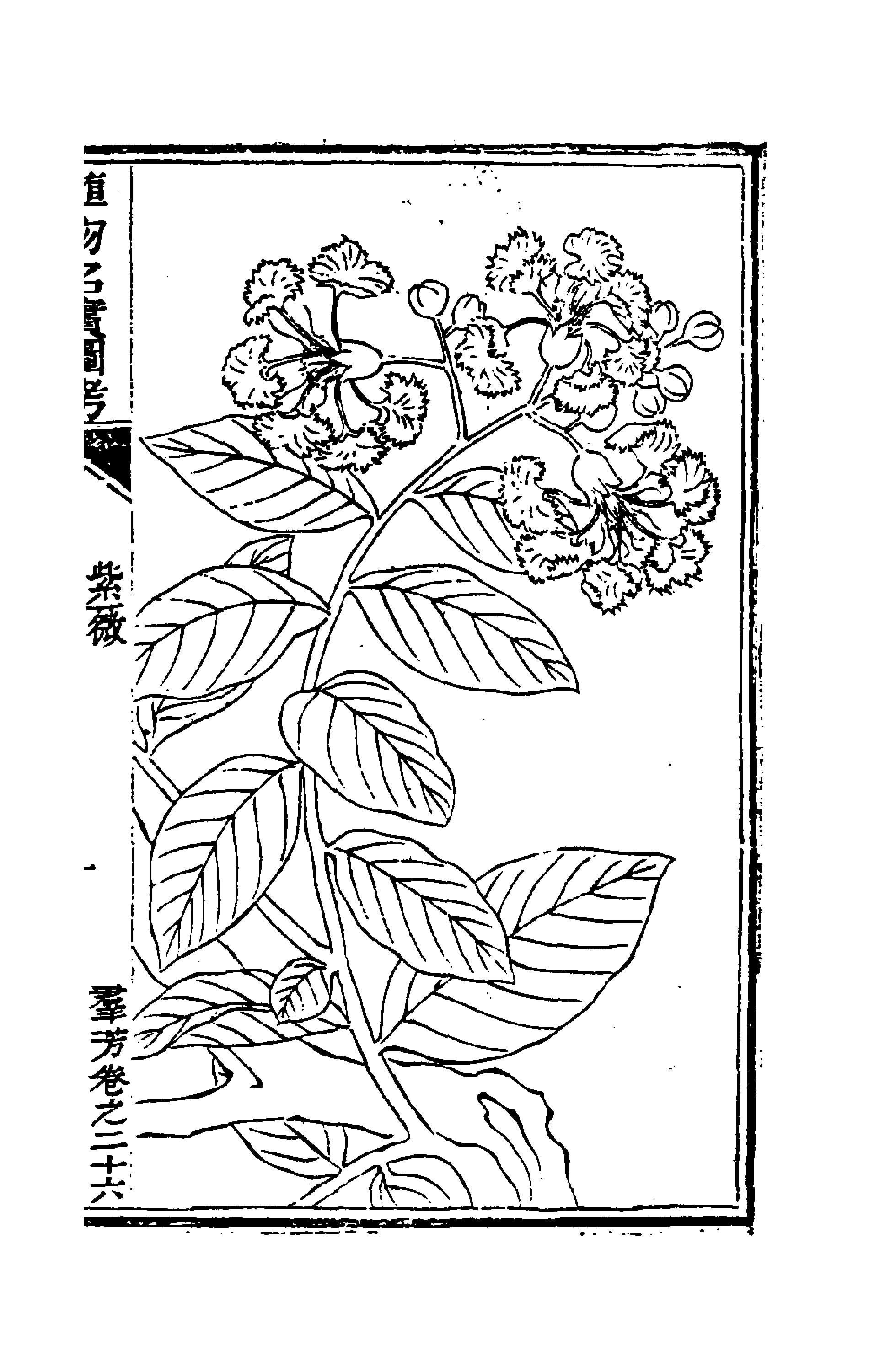 植物名實圖考(二十五)