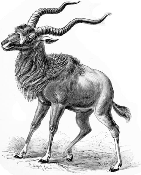 Addax nasomaculatus (Addax)