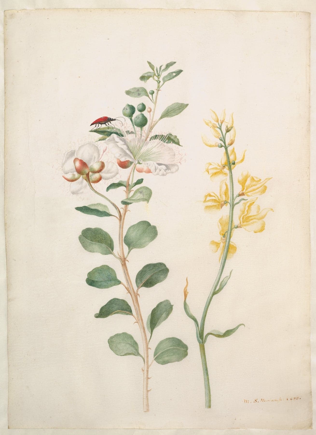 Study of Capers, Gorse, and a Beetle