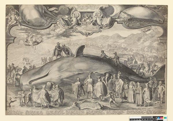 Beached whale near Beverwijk, 1602