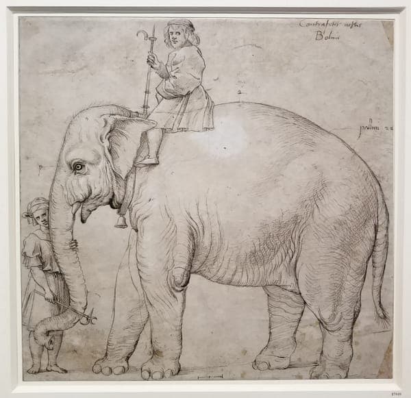 Der Elefant Hanno, um 1516