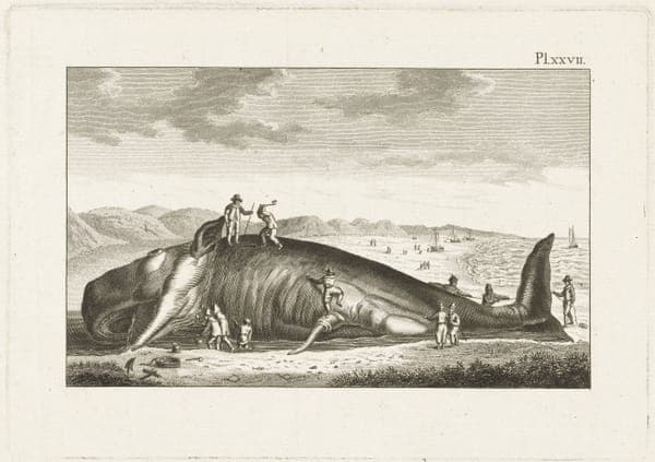 Gestrande walvis bij Berckhey, 1598