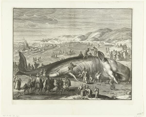 Gestrande walvis bij Berckhey, 1598