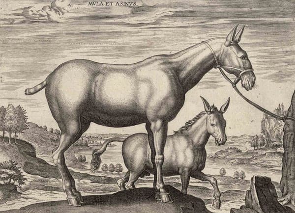 Mula et Asinus 1578