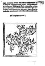 On the Virtues of Herbs