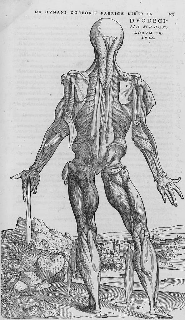 De humani corporis fabrica (19)