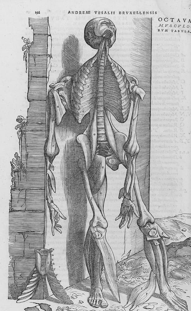 De humani corporis fabrica (22)
