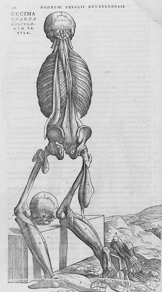 De humani corporis fabrica (1)