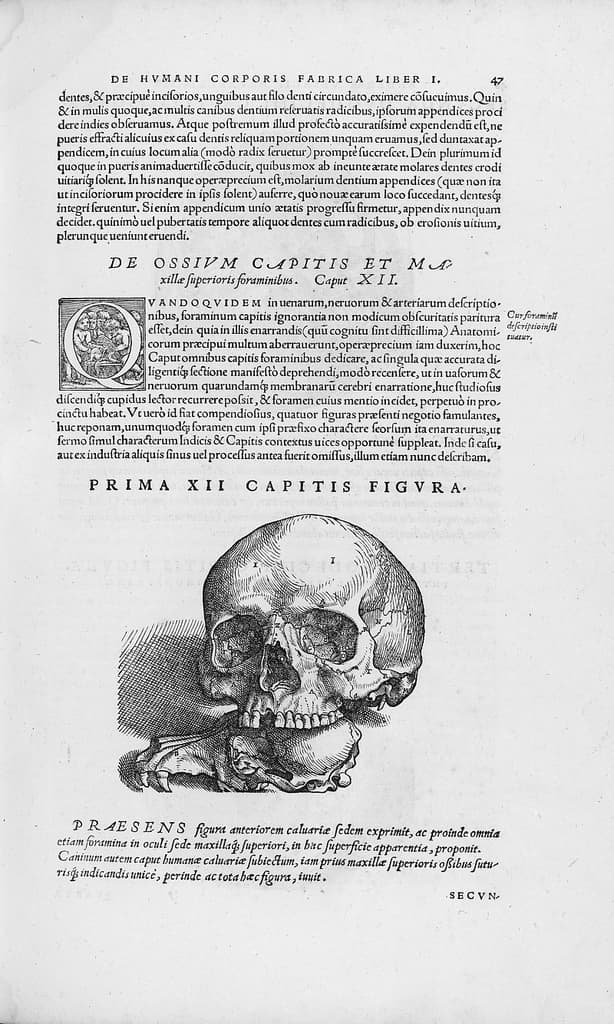 De humani corporis fabrica (29)