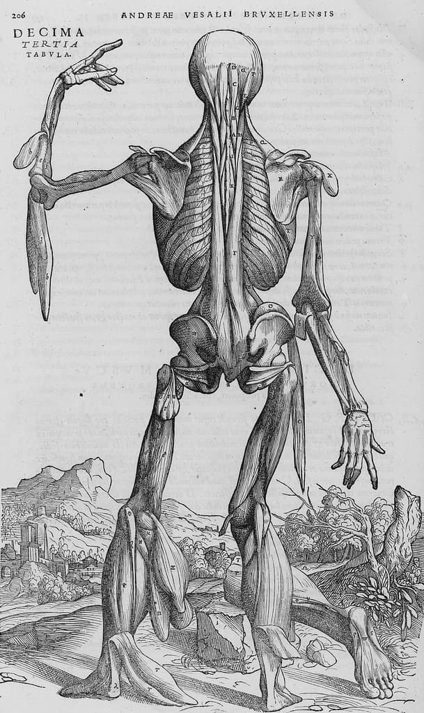 De humani corporis fabrica (18)