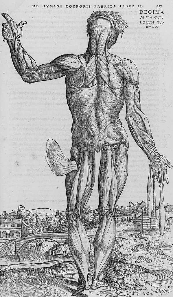 De humani corporis fabrica (21)