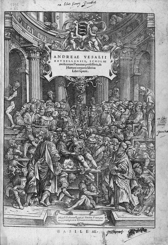 De humani corporis fabrica (16)