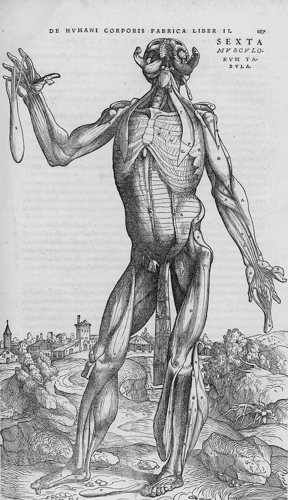 De humani corporis fabrica (23)