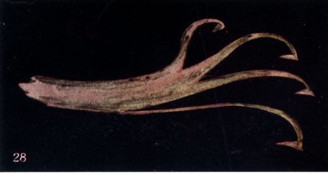 Thought Form 28: A Sharp, Hooked Projection