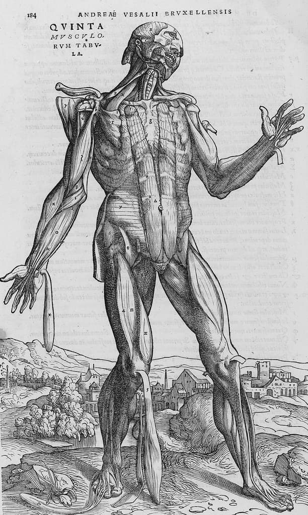 De humani corporis fabrica (24)