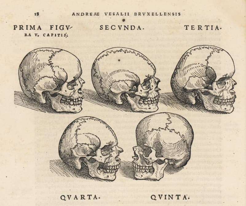 De humani corporis fabrica (14)