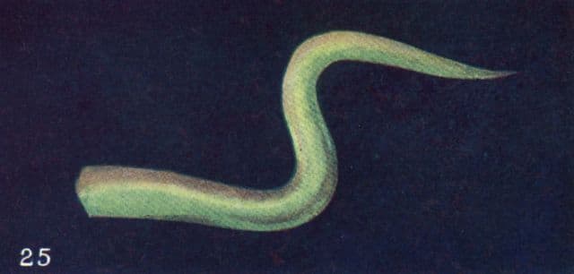 Thought Form: Sympathy