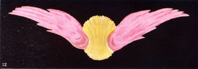 Thought Form 12: Sympathy