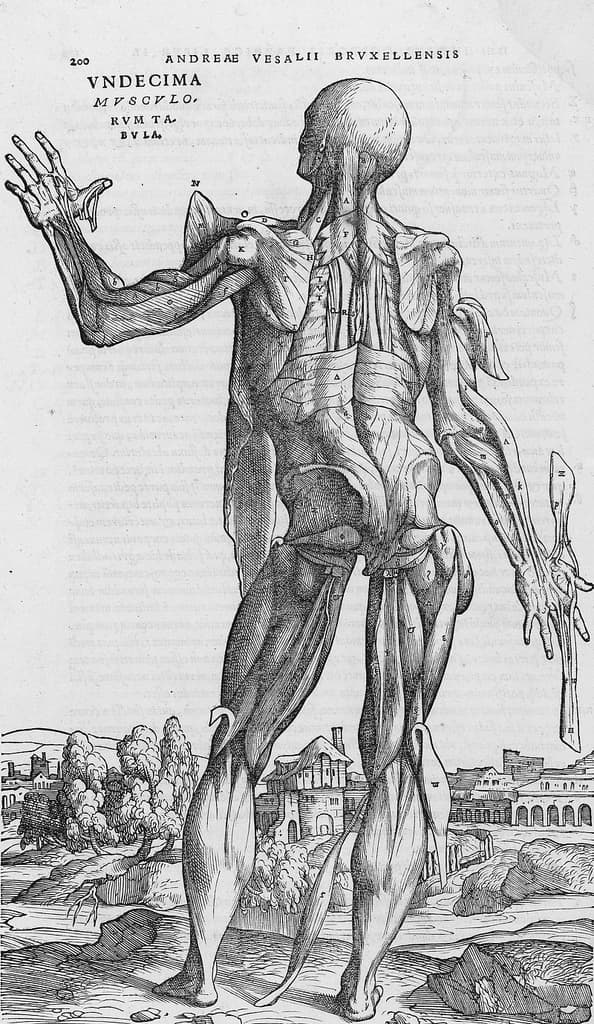 De humani corporis fabrica (20)