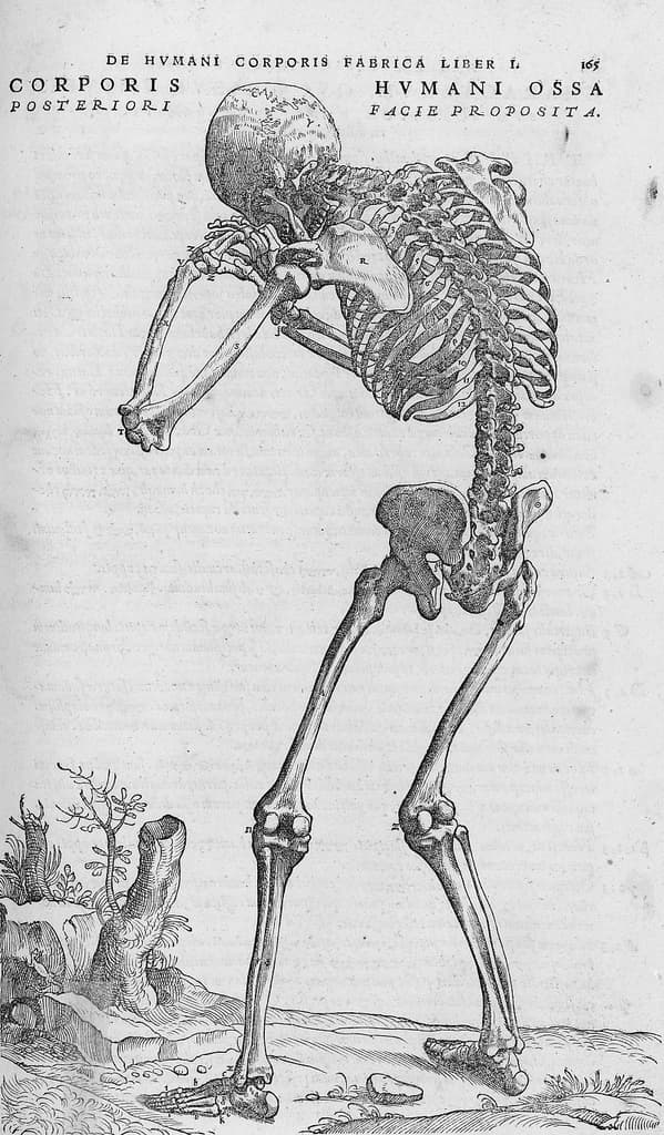 De humani corporis fabrica (28)