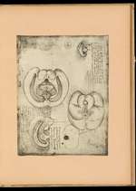 Sketches and Drawings of Nerves and Vessels