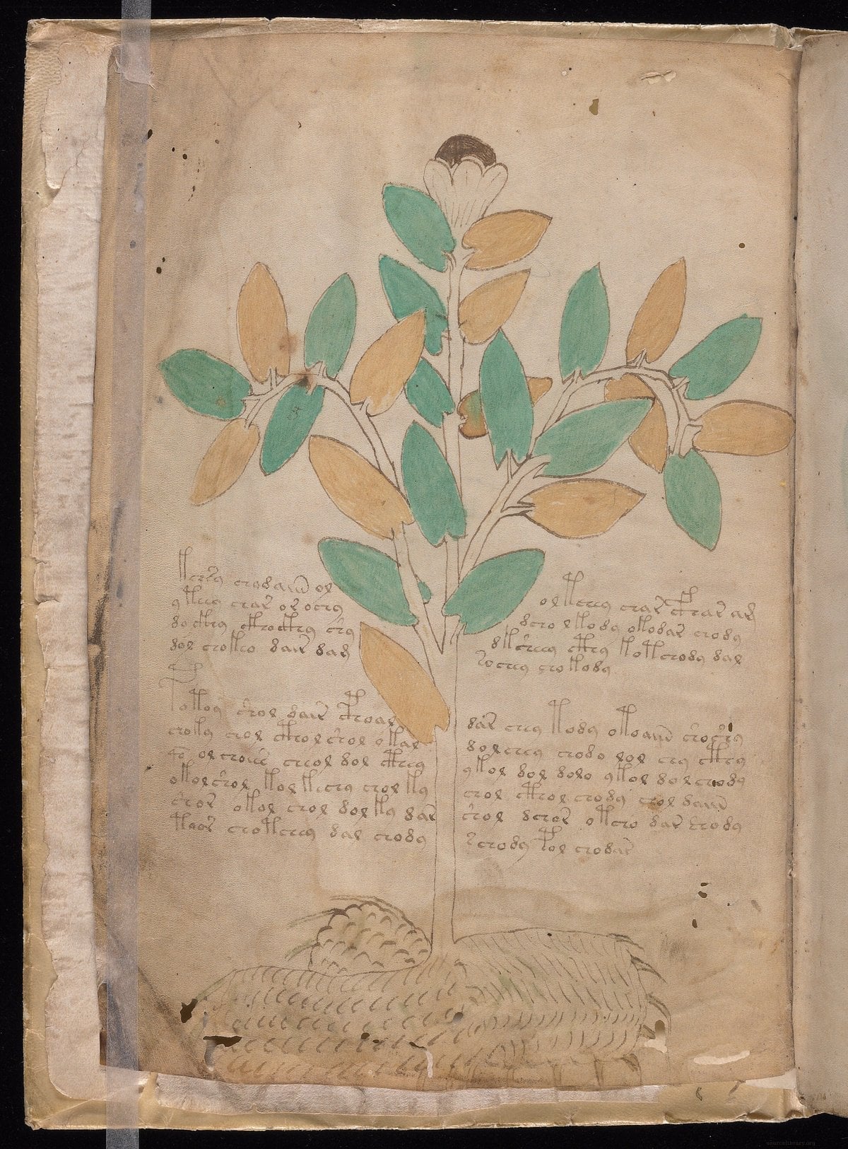 Voynich Manuscript - High Resolution Scans