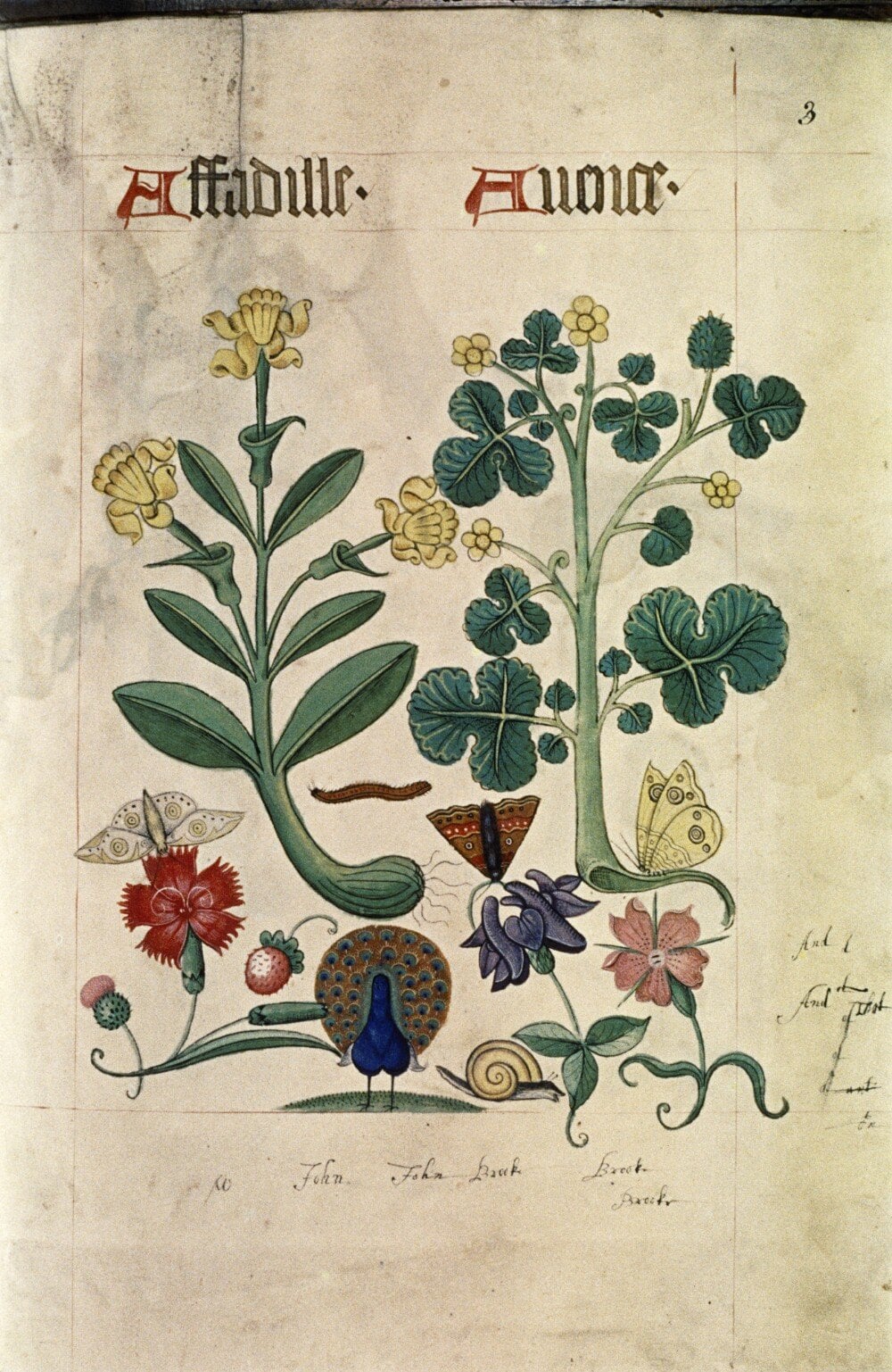 The Tudor Pattern Book (Herbal-Bestiary)