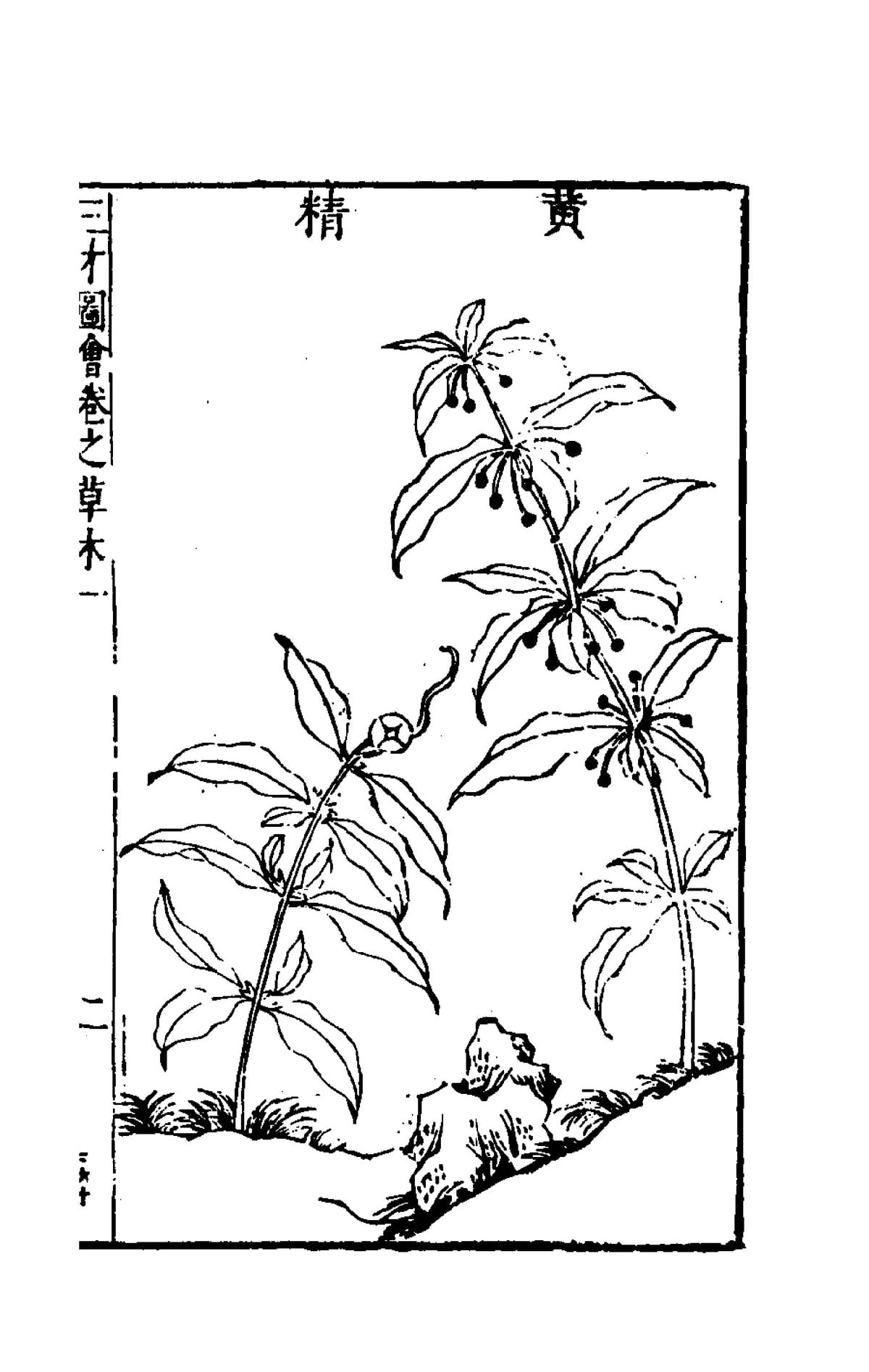 Collected Illustrations of the Three Realms: Plants