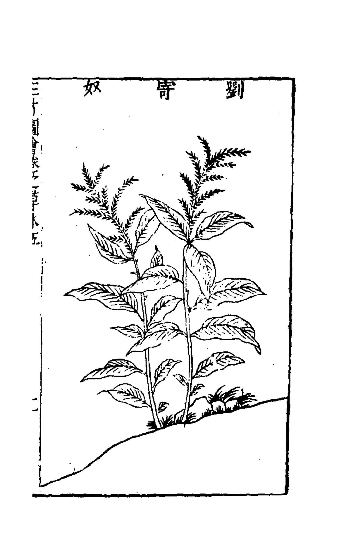 Collected Illustrations of the Three Realms: Herbs and Trees, Volume 5