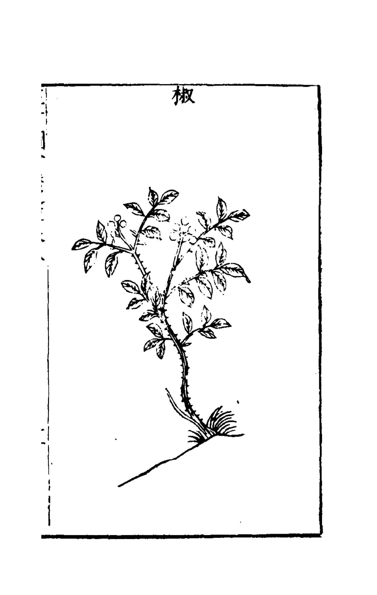 Collected Illustrations of the Three Realms: Trees