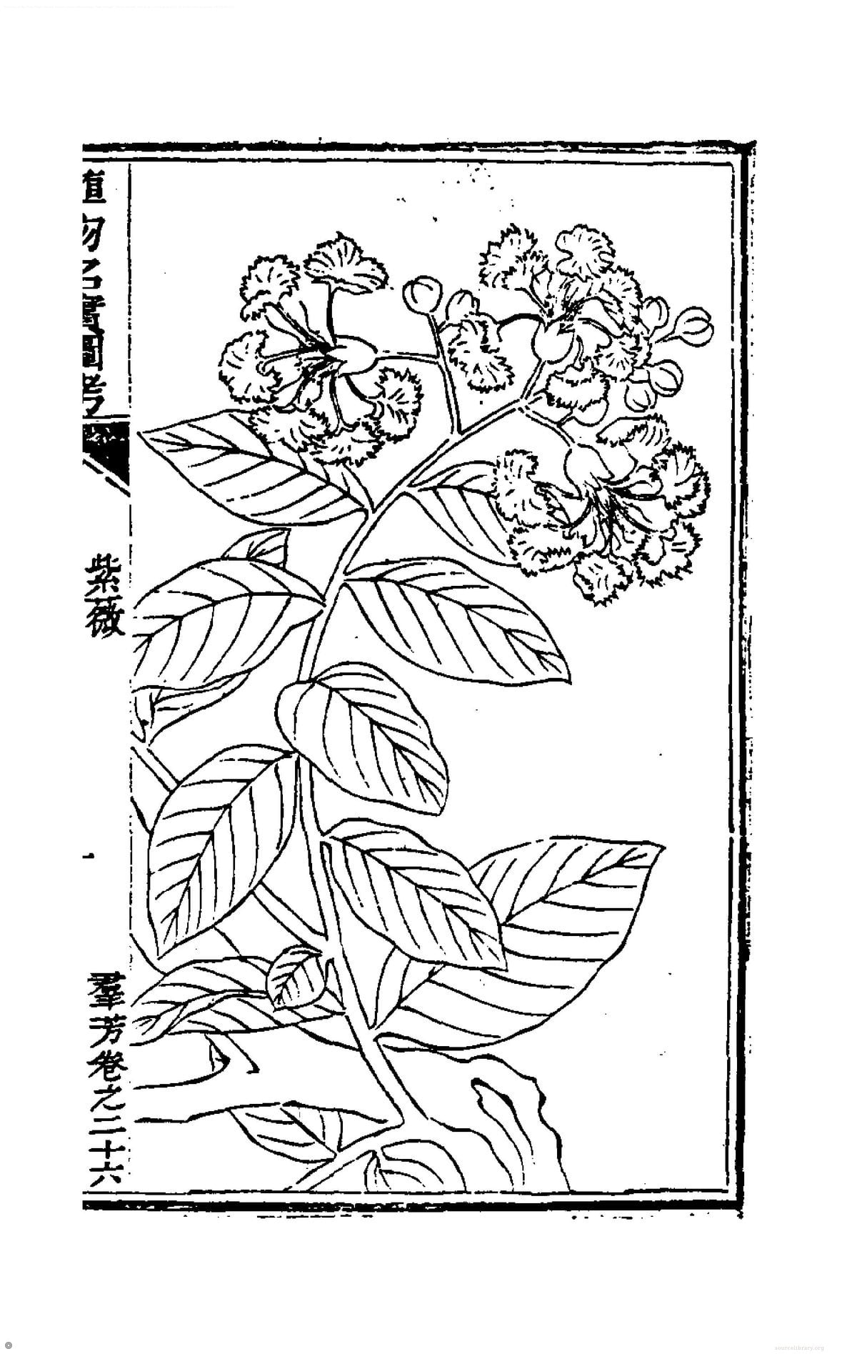 Illustrated Investigation of the Names and Realities of Plants (Volume 25)